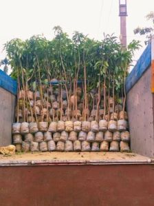 8-10 Feet Mango Plant