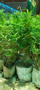 Outdoor Bamboo Plant