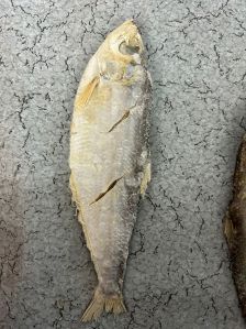 White Katti Fish