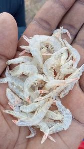 sun dried baby shrimp