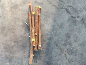 neem sticks