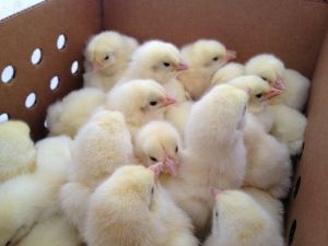 Cockerel Chicks