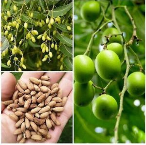 aadu fruit plants