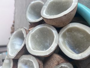 dry coconut copra