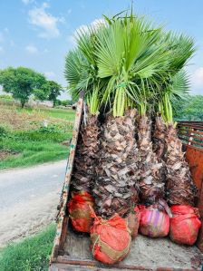 washingtonia palm