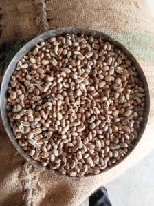 castor seeds