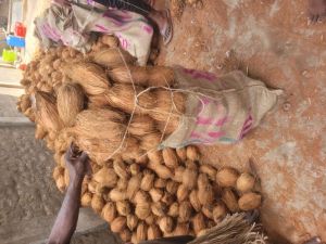 Dry Coconuts