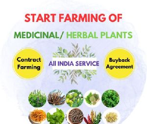 medicinal plant cultivation