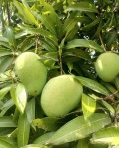 Organic Banganapalli Mango