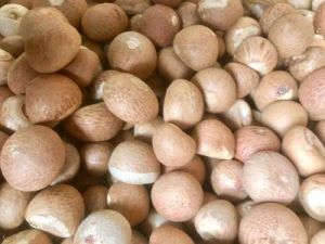 Dry Areca Nut or Betel Nut