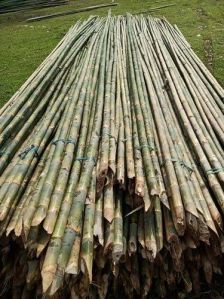 Bamboo Poles Muli