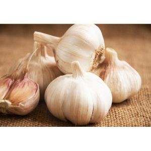 Organic Fresh Garlic
