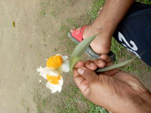 dry nageshwar flowers