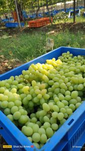 Fresh table grapes