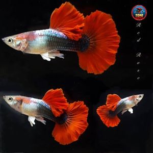 hb red rose guppy fish