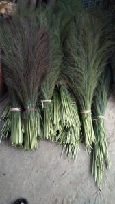 Grass broom Green