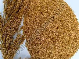 Little Millet Seeds