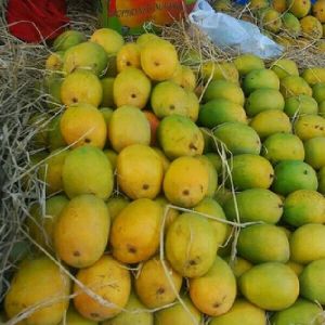 Indian Fresh Kesar Mango