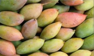 Fresh Totapuri Mangoes