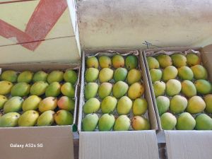 Fresh Devgad Hapus Mango