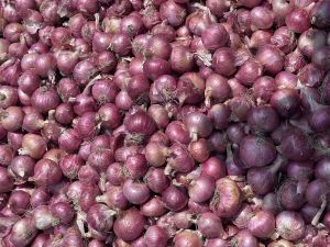 a grade quality onion