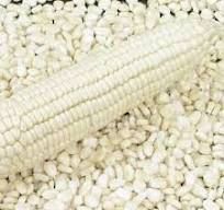 White Maize