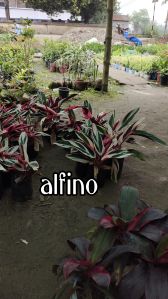 alfino outdoor plant