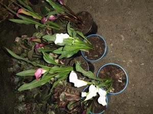 anthurium flower plants