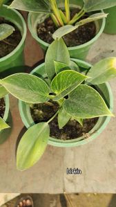 birkin philodendron plant