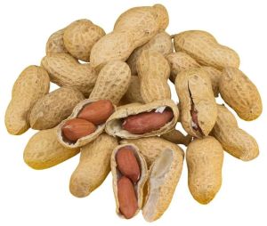 Natural Shelled Groundnuts