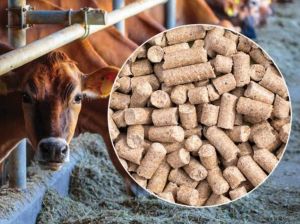 cattle feed testing services