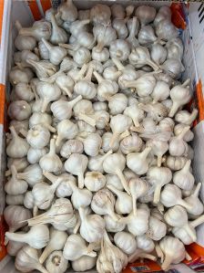 Fresh Ooty Garlic