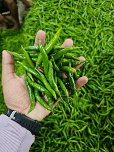 fresh green chilli