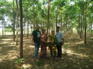 Malabar Neem Tree Wood