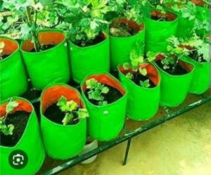 Green HDPE Grow Bag