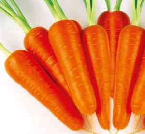 F1 Kuroda Carrot Seeds
