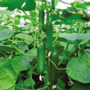 F1-Green Queen Cucumber Seeds