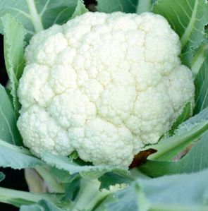 F1-Mansi Cauliflower Seeds