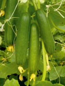 F1-SSB 355 Cucumber Seeds