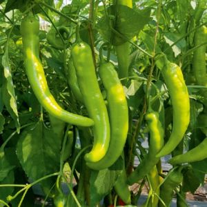 F1-SSB 685 Capsicum Seeds