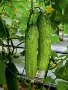 F1-Suhitra Cucumber Seeds
