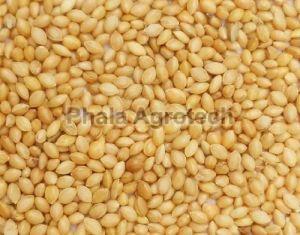 Yellow Foxtail Millet