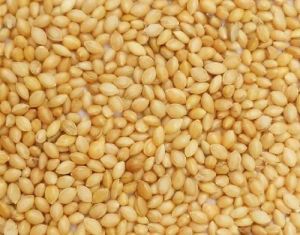 Yellow Foxtail Millet