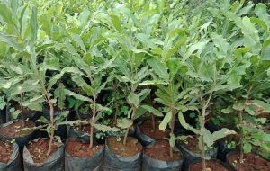 Macadamia Nuts Plant