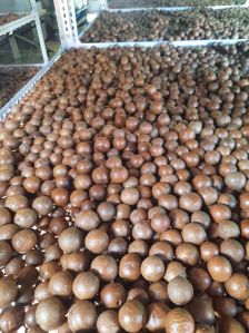 macadamia shell seeds