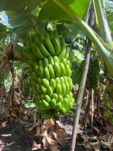 A Grade Export Quality Green Banana