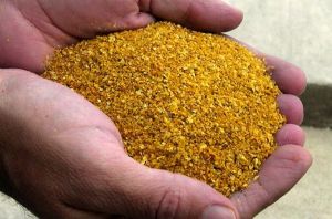 Corn Dried Distillers Grains Solubles