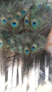 peacock feathers