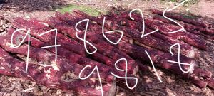 indian red sandalwood logs