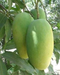 Chausa Aam (Mango)
